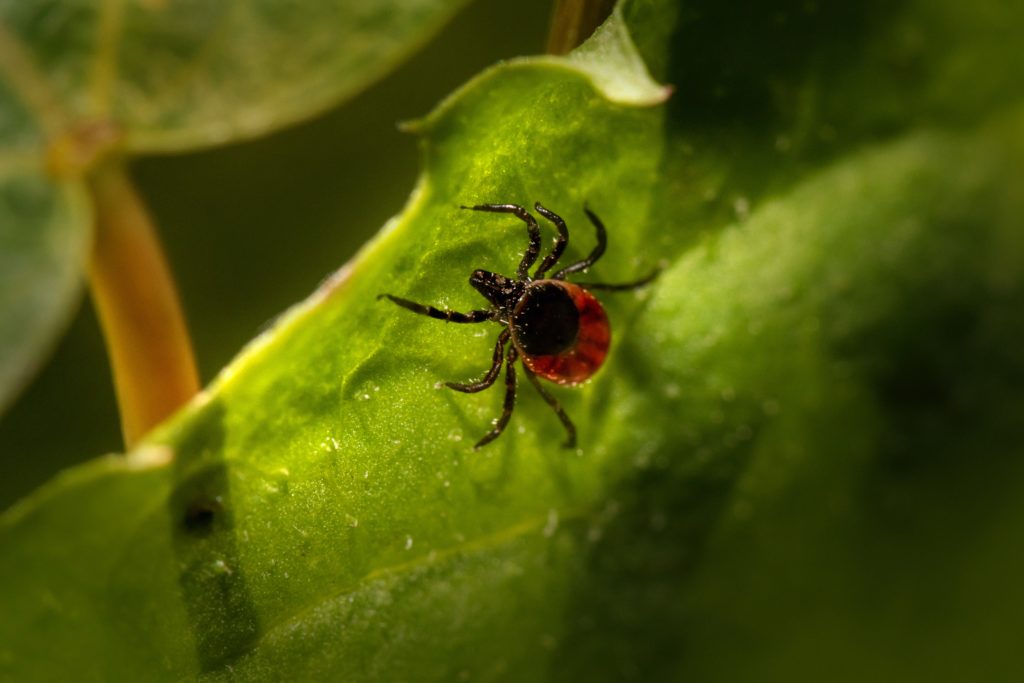 10 Symptoms And Treatments Of Tick Bites