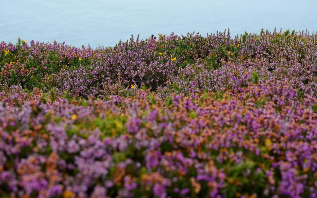 Adding Irish Sea Moss to Your Diet