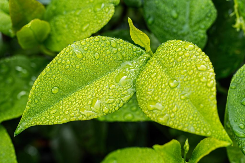 chlorophyll benefits