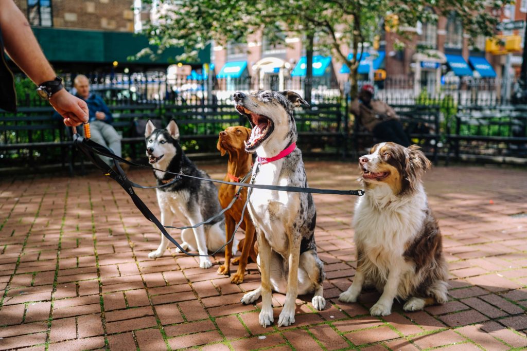 Great Apartment Dogs That Bark The Least