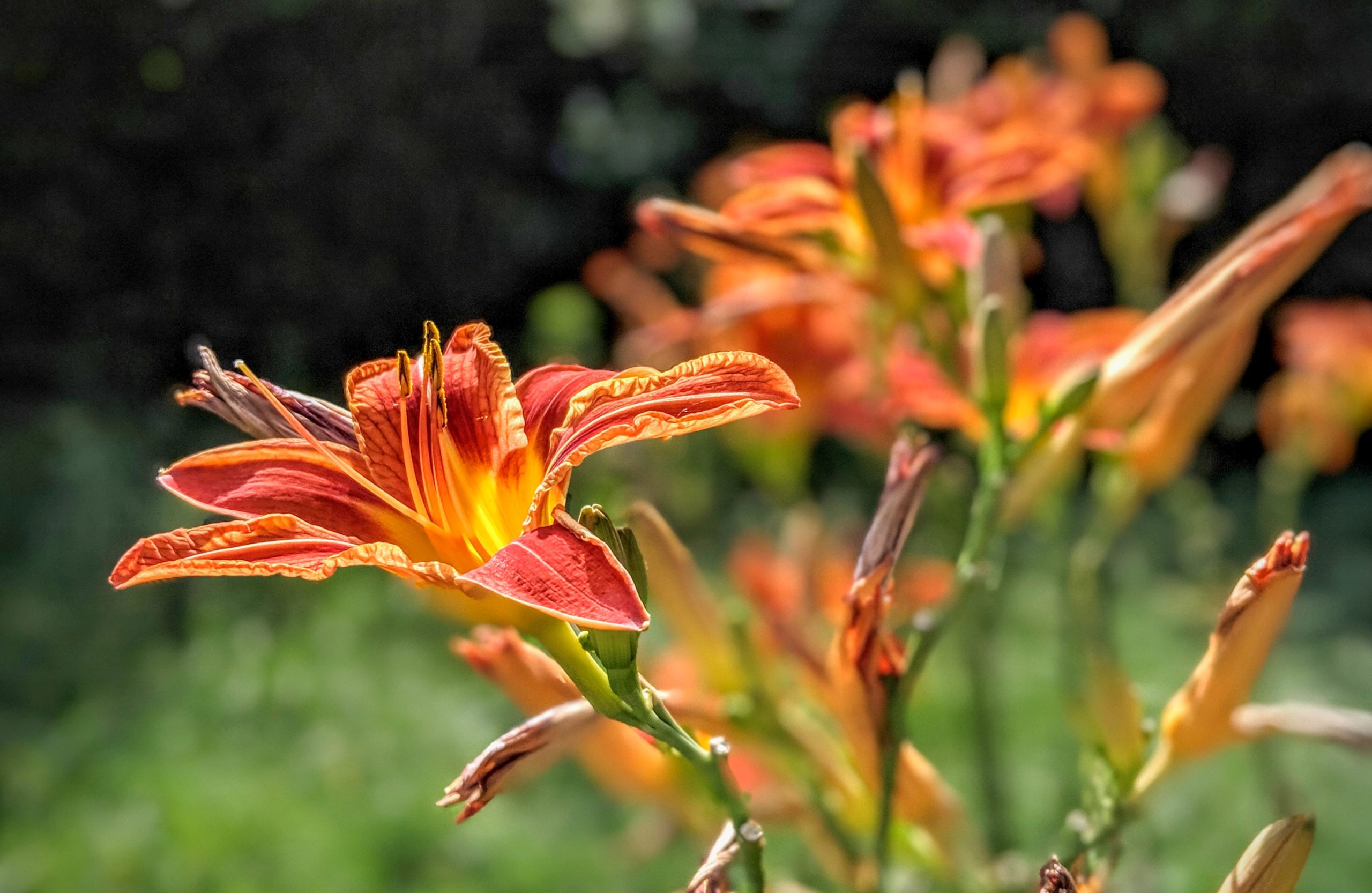 Health Benefits Of Nasturtium