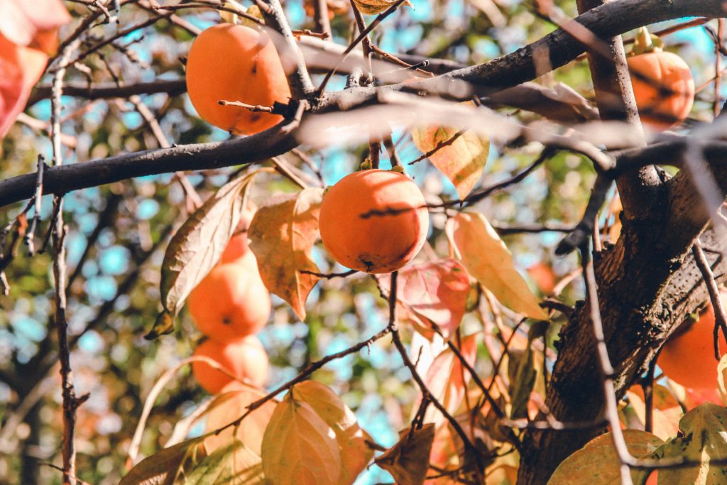 Health Benefits Of Persimmon Fruit