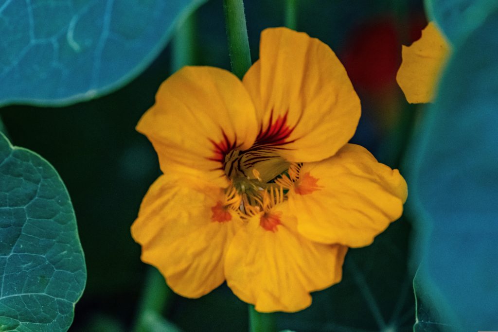 How To Add Nasturtiums To Your Diet