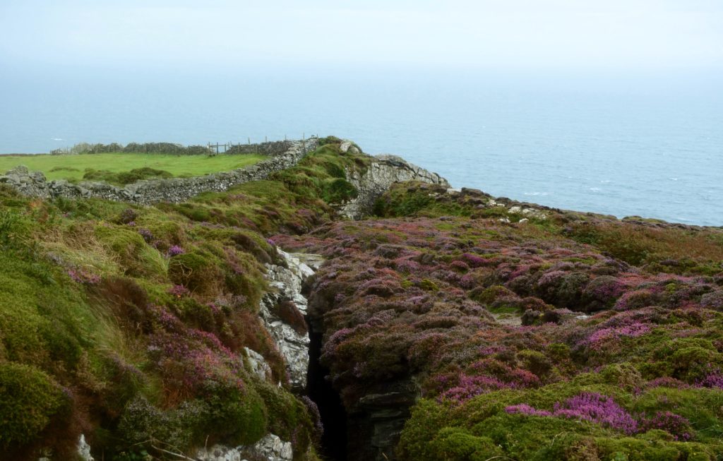 Irish Sea Moss Health Benefits Beyond the Hype