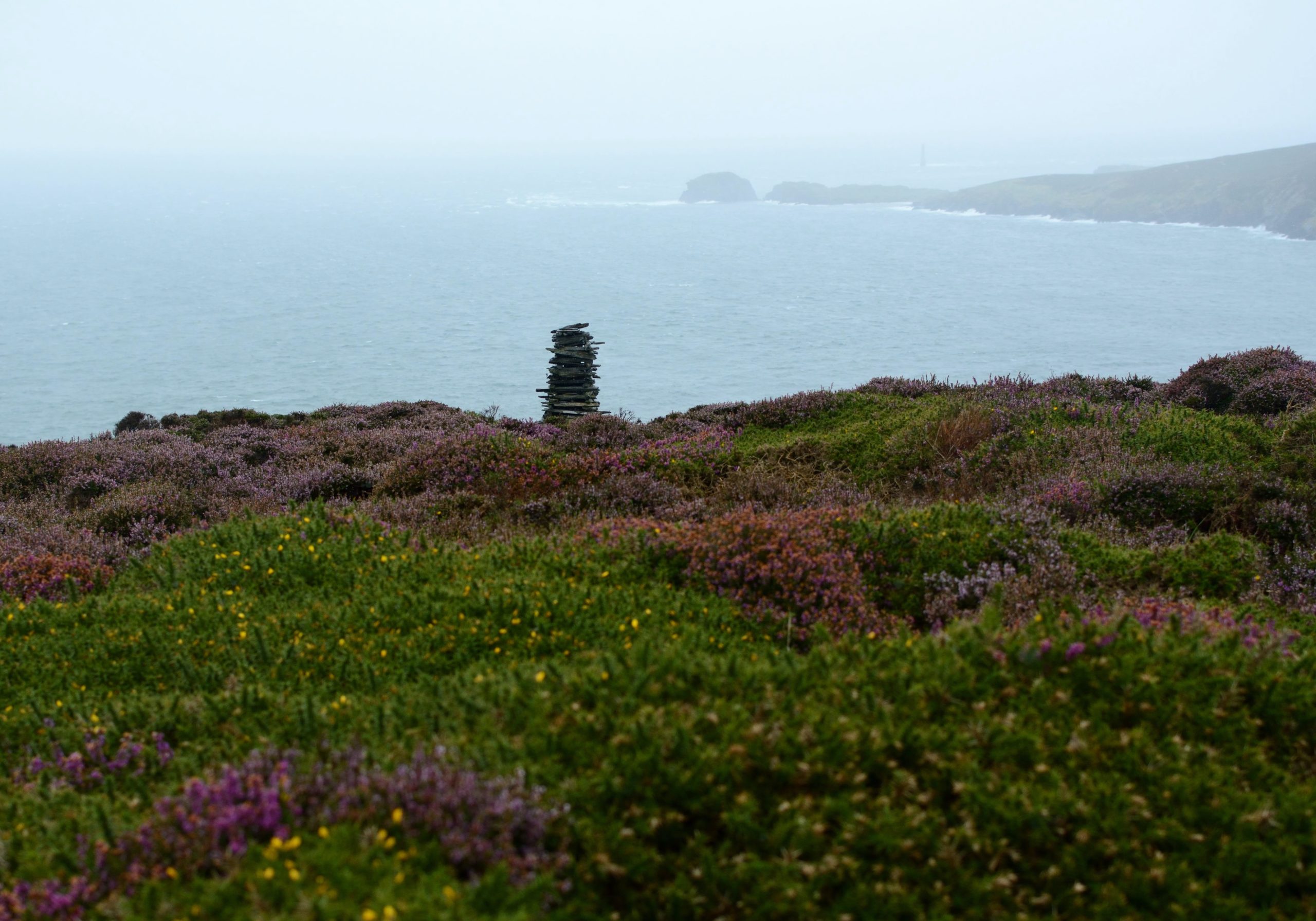 Irish Sea Moss