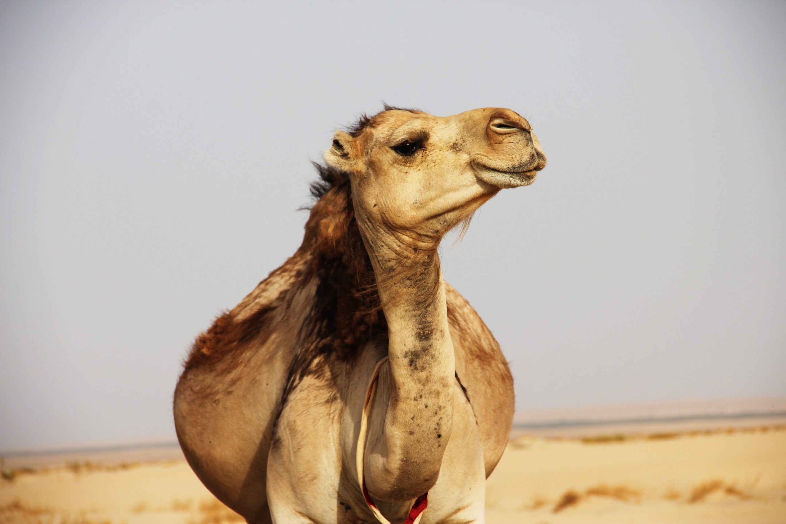 Join the New Milky Wave The Benefits Of Camel Milk