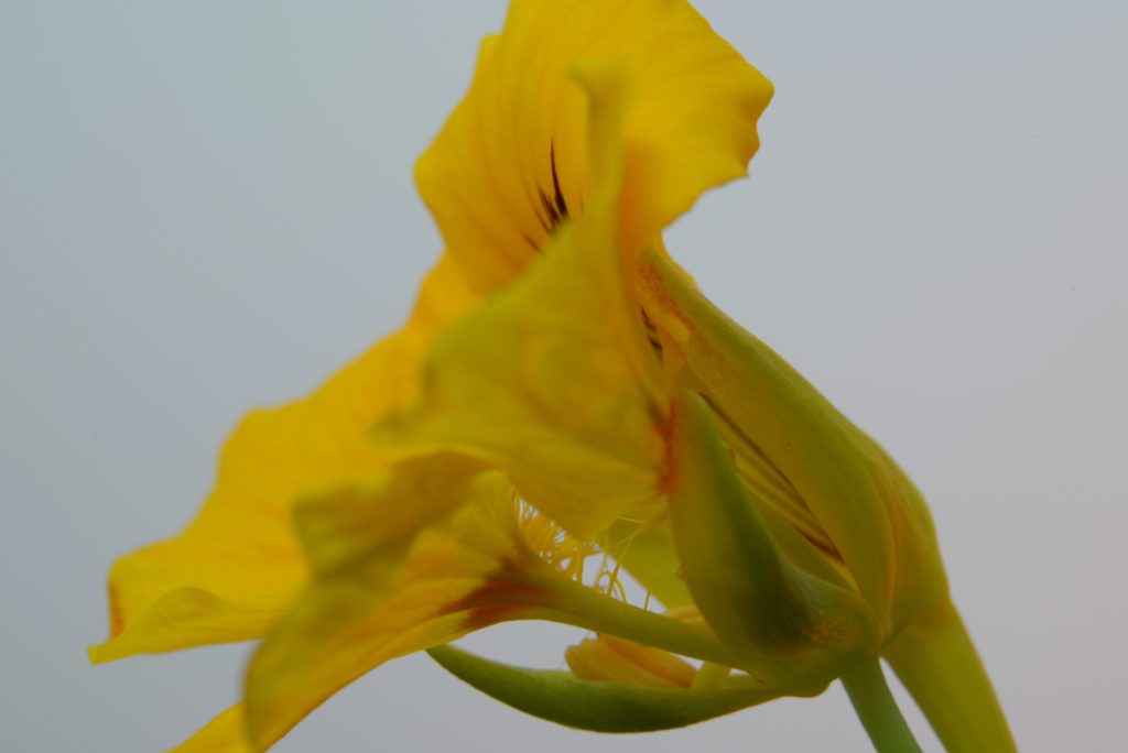 Nasturtiums Use For Better Skin And Hair