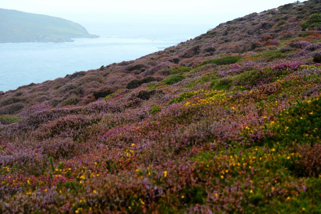 Some Health Benefits of Irish Sea Moss