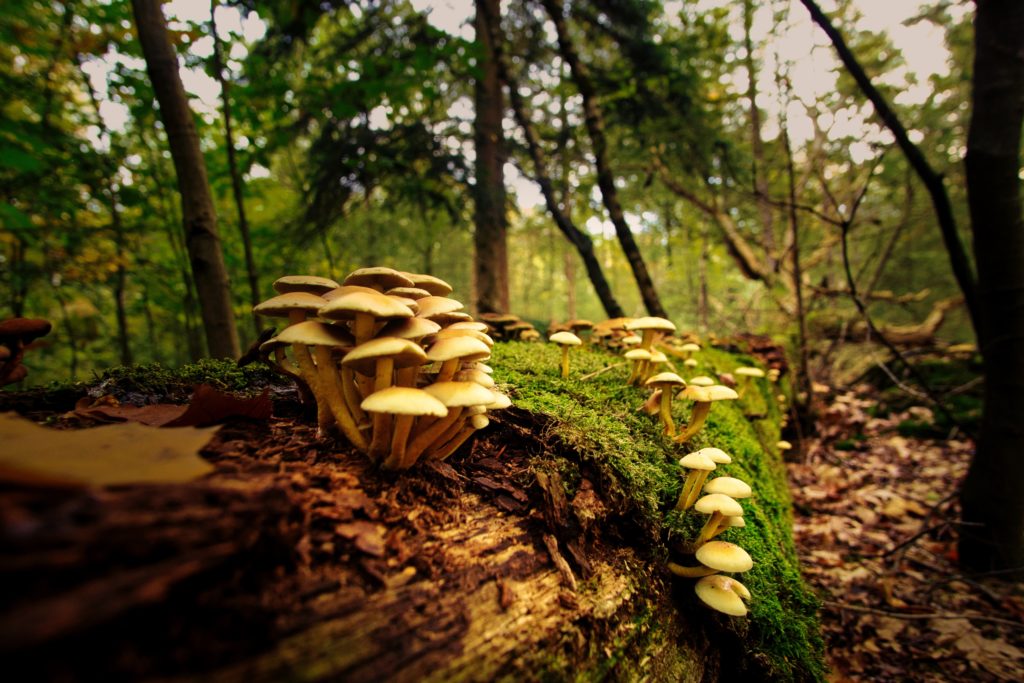 The Benefits Of Lions Mane Mushroom