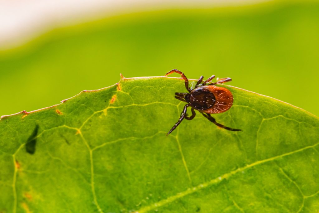 Tick Bites When To See A Doctor