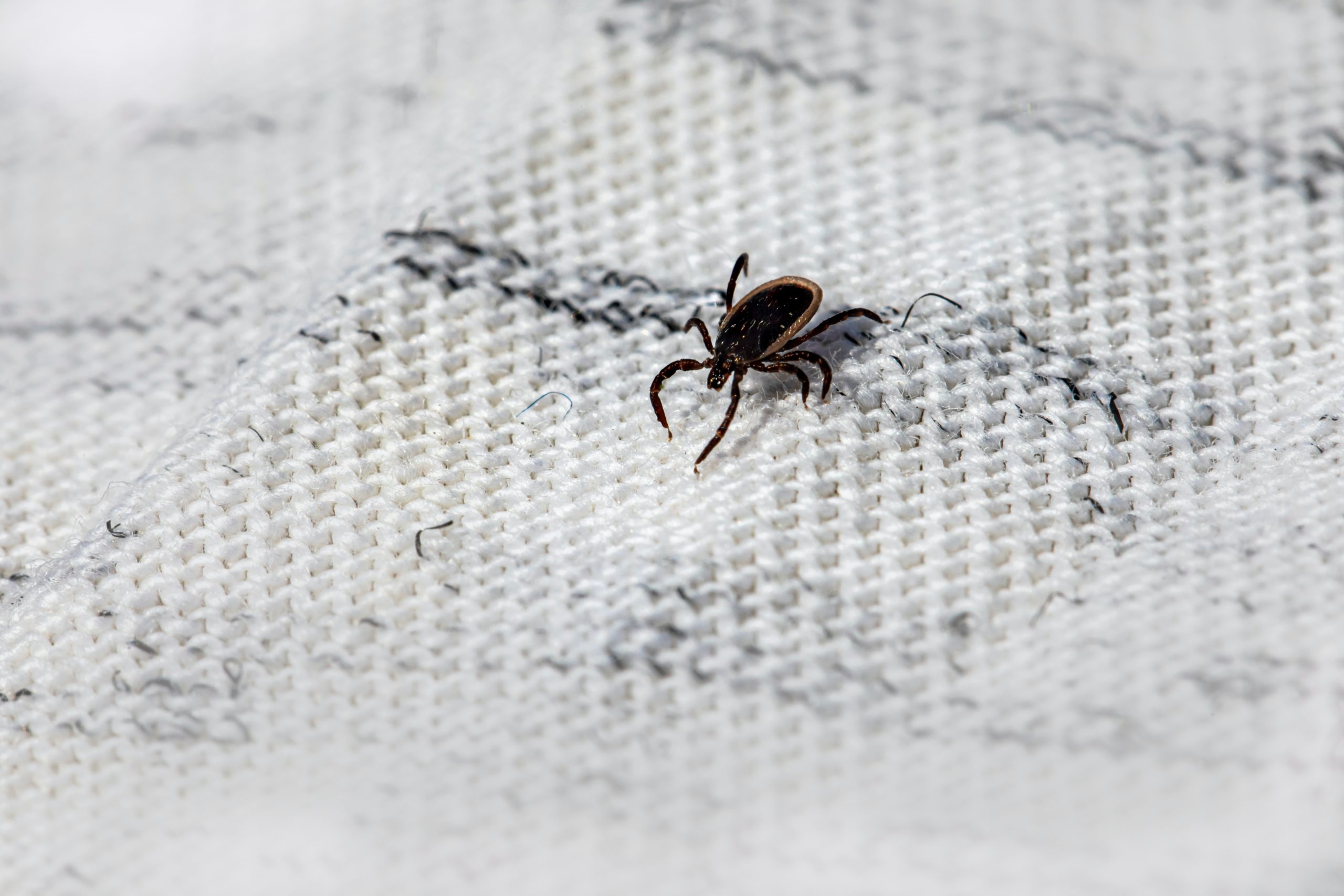 Treatment For Tick Bites