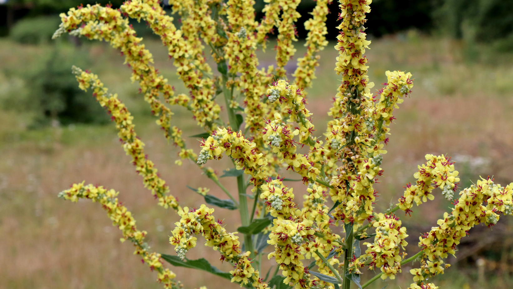 mullein benefits