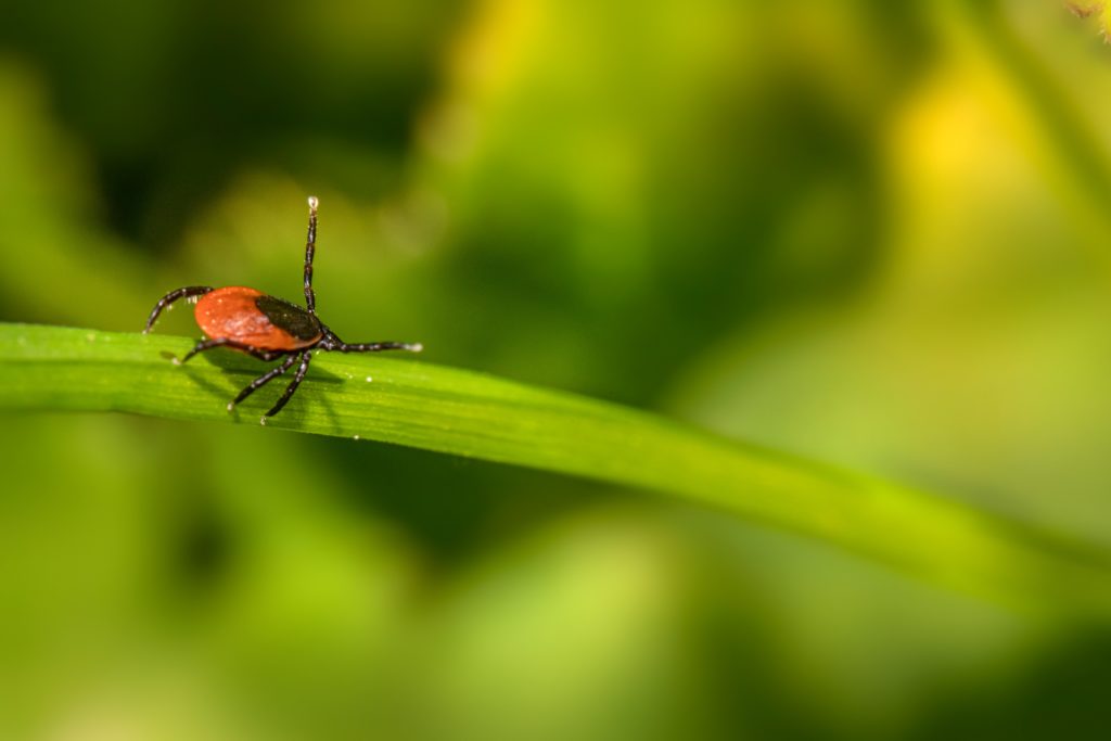 What Are The Signs And Symptoms Of Tick Bites