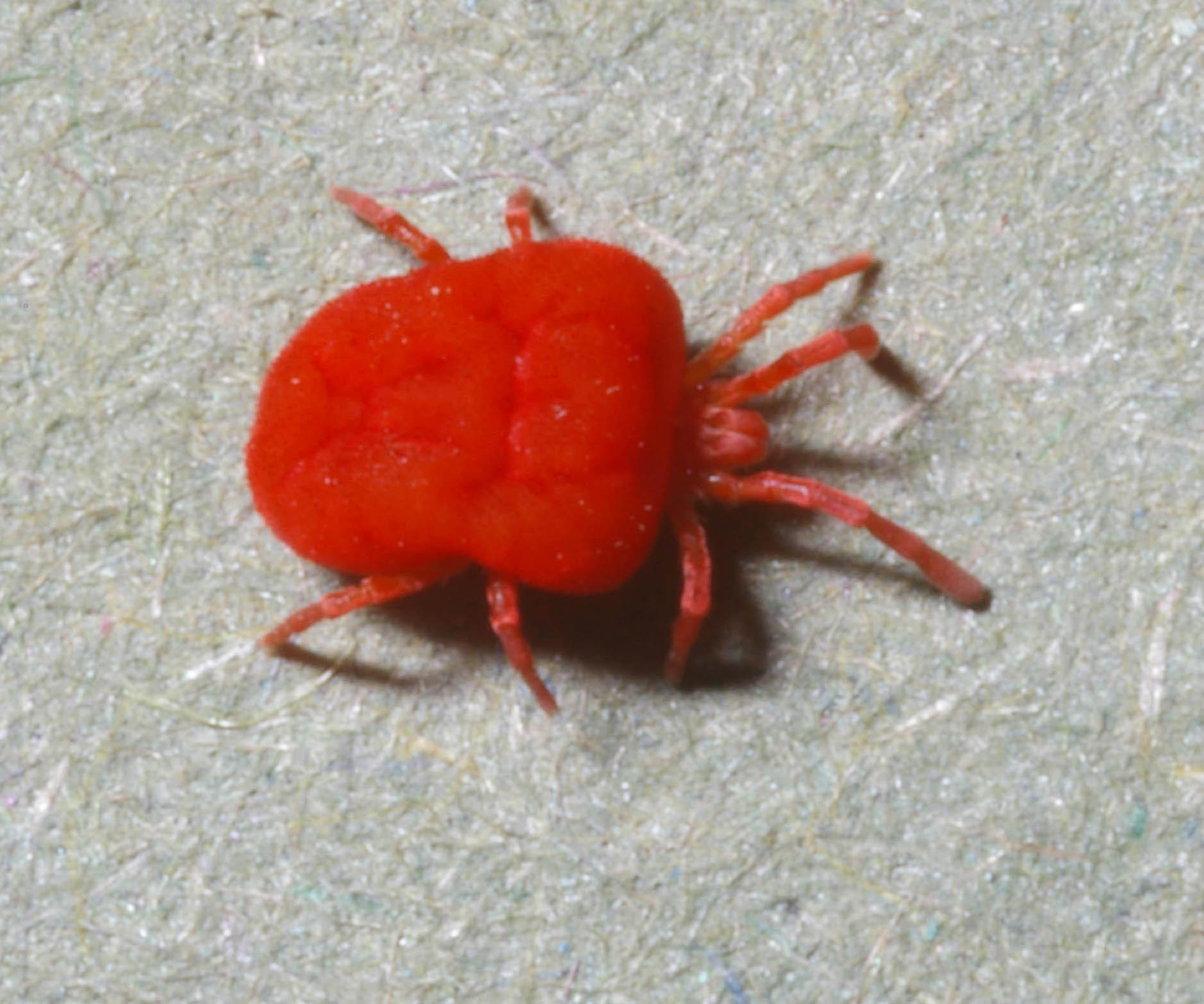 Why Do Chiggers Bite