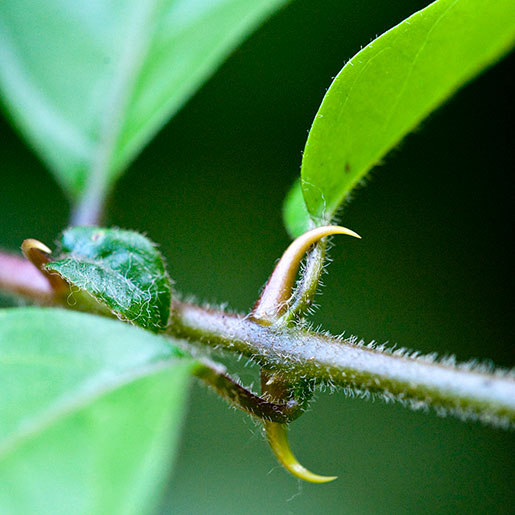 health benefits of cats claw