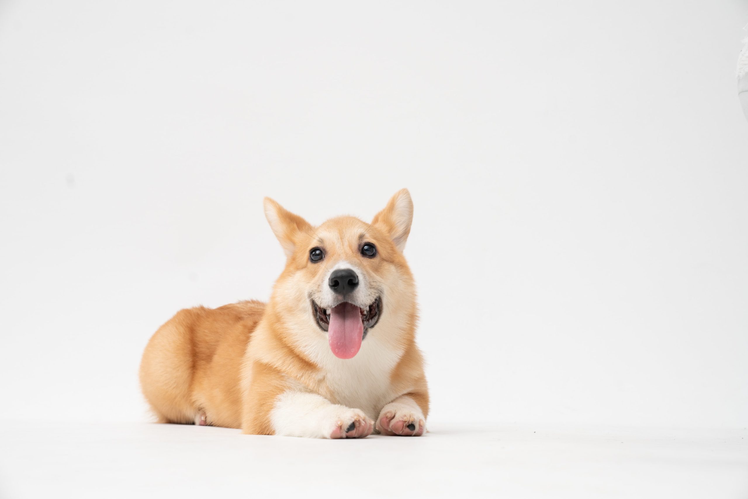 Symptoms Of Heart Murmur In Dogs