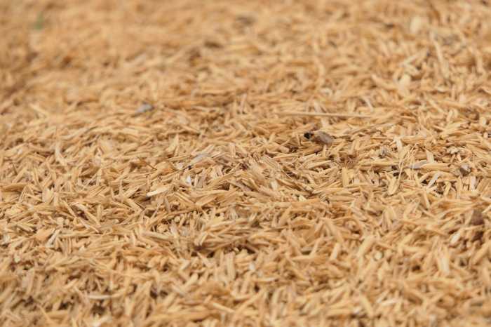 wheat bran