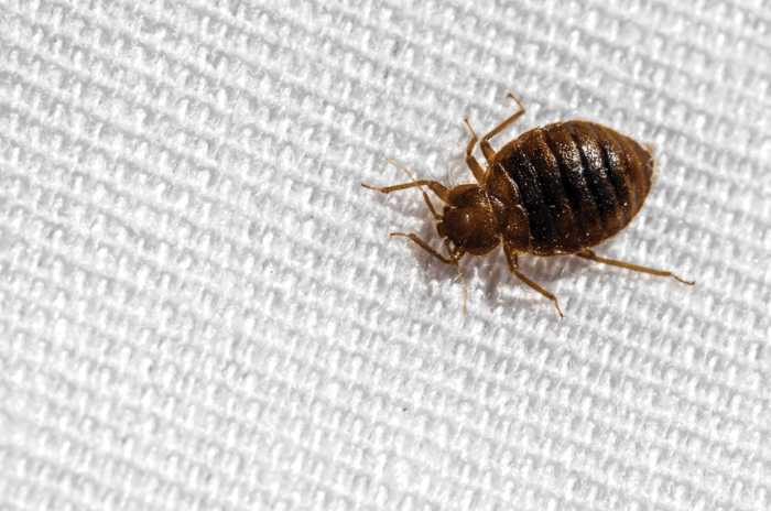 remedies fo bed bugs