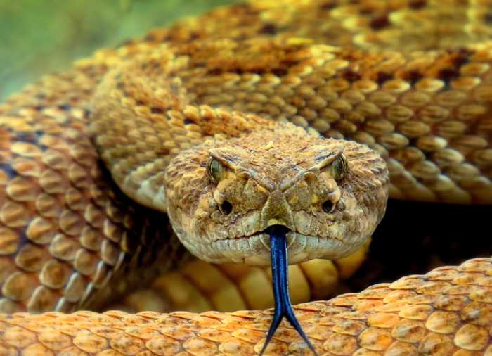 most venomous snakes