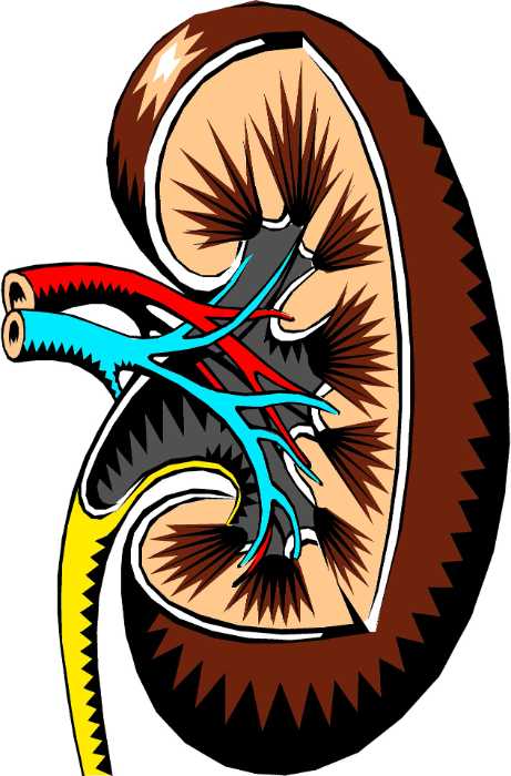 Causes of kidney infection