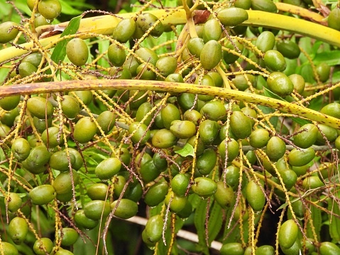 health benefits of saw palmetto
