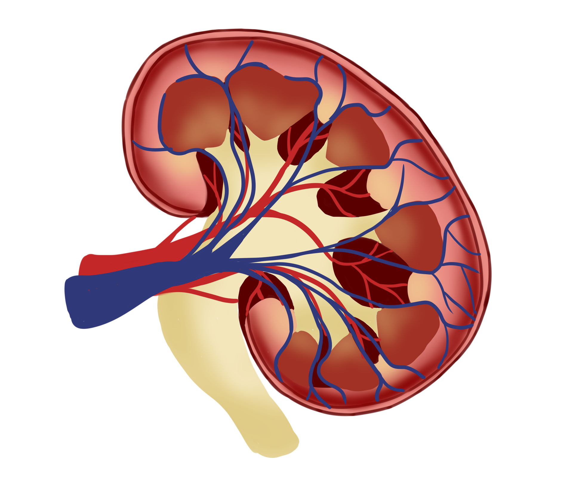 SYMPTOMS of adrenal insufficiency