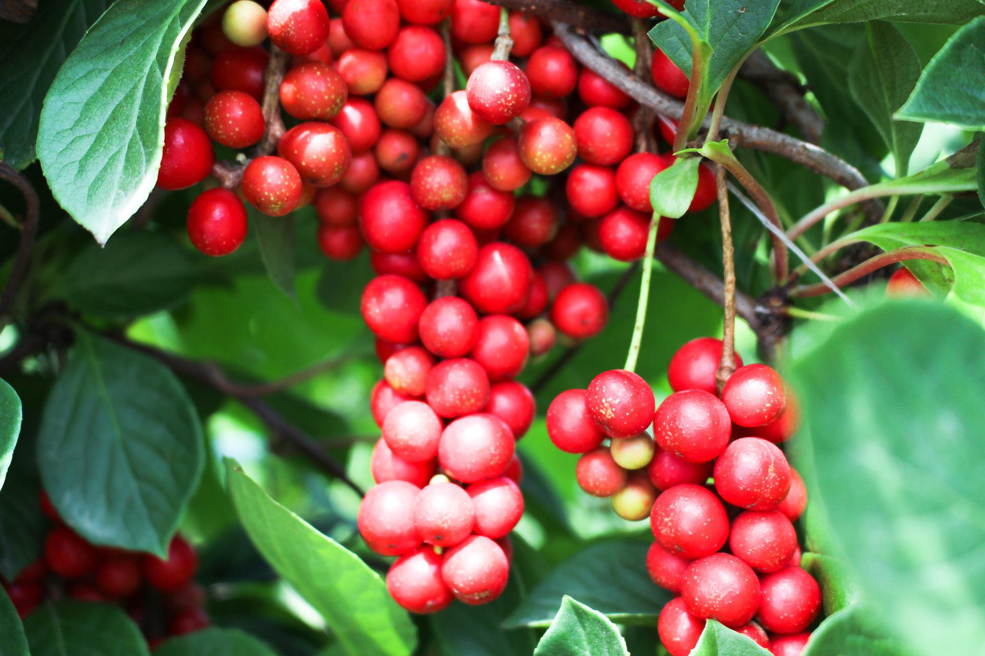 Health Benefits Of Schisandra
