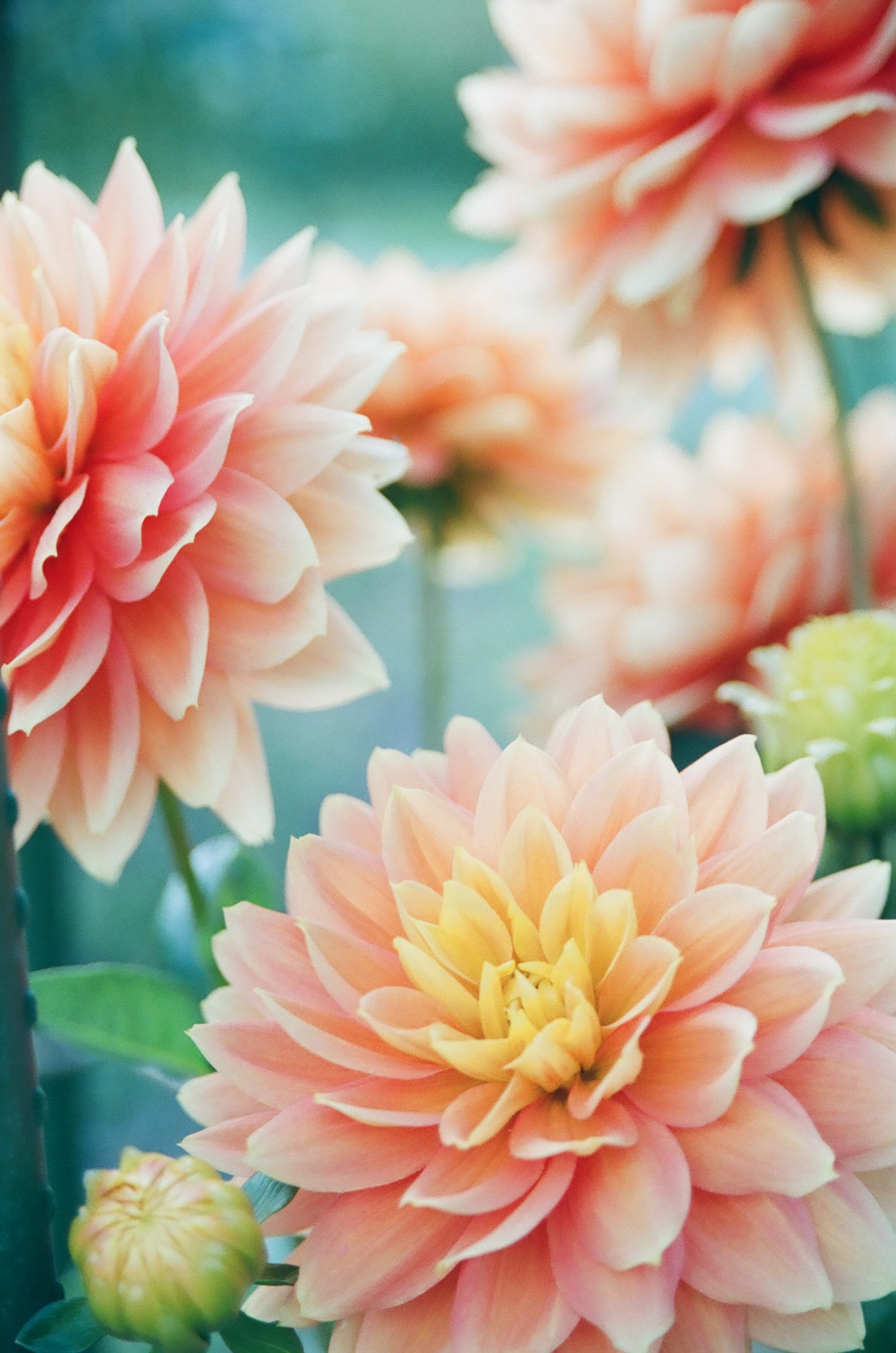 Prevent Mosquitoes With These Practical Plants