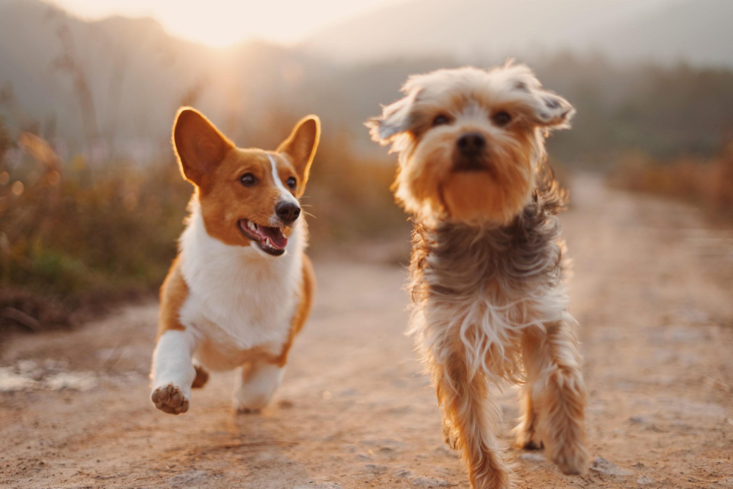 perfect breed for apartment living