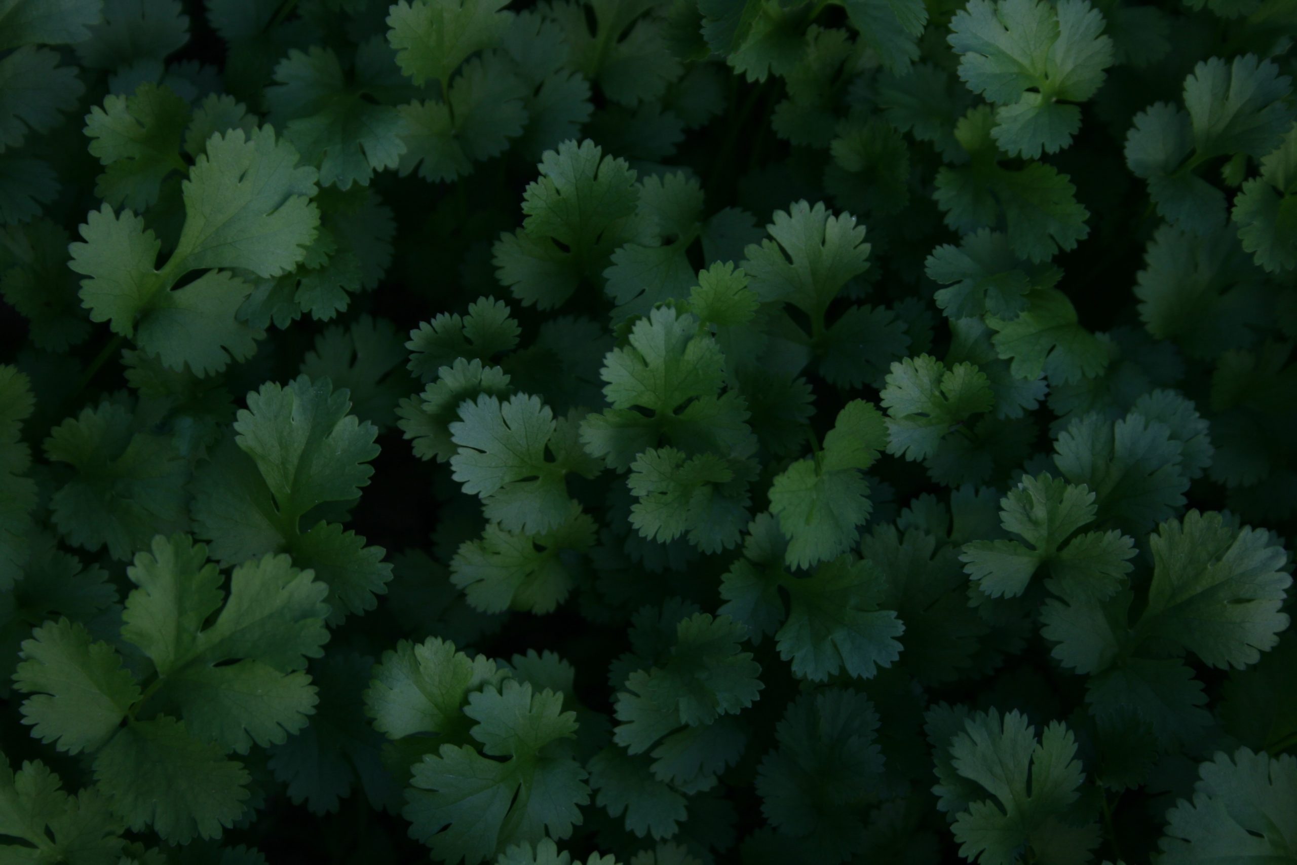 Cilantro, the Healthy Aromatic Herb