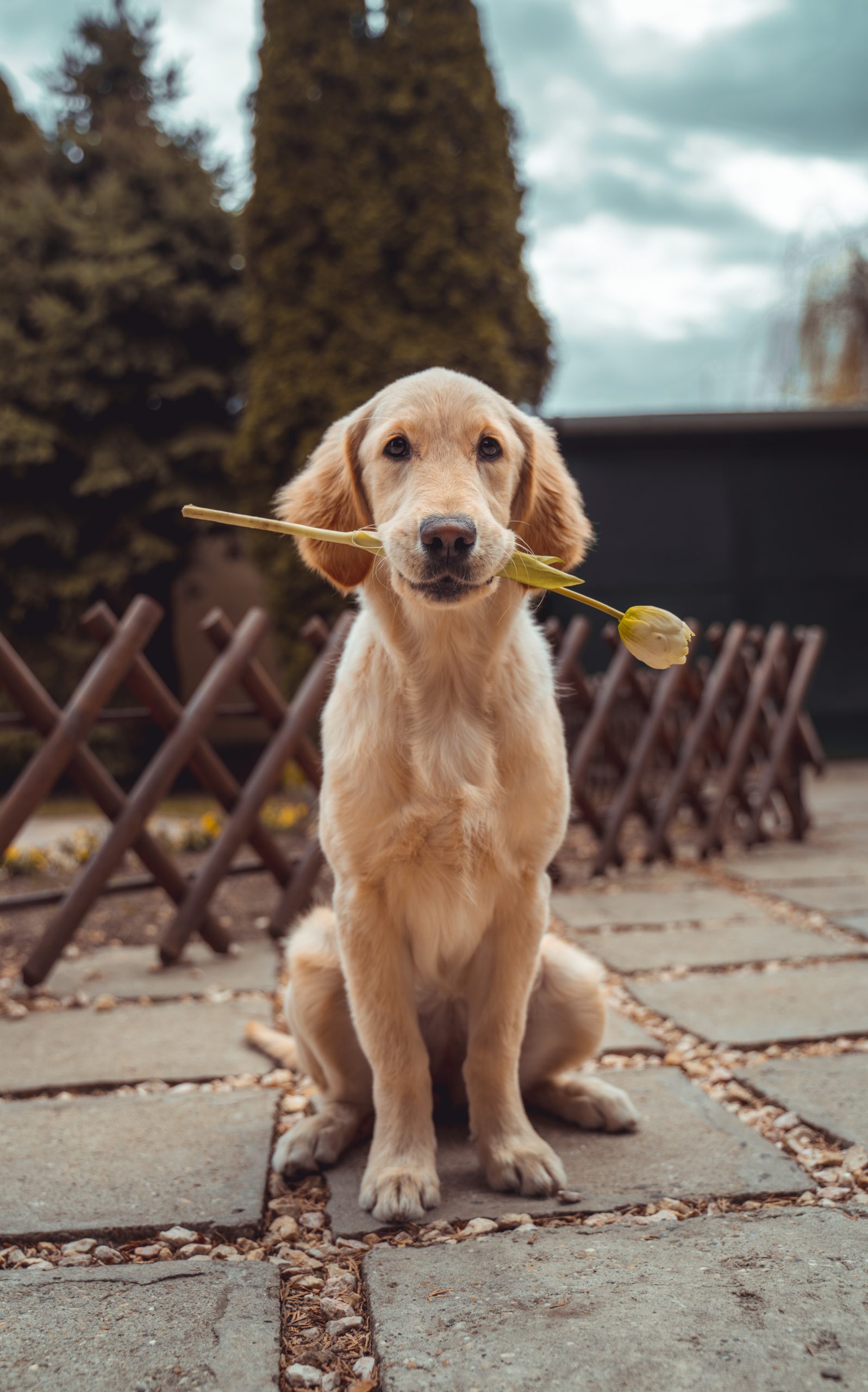 Why Do Dogs Eat Poop and How Do You Stop It
