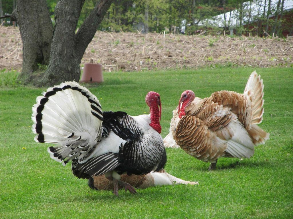 how to fry a turkey