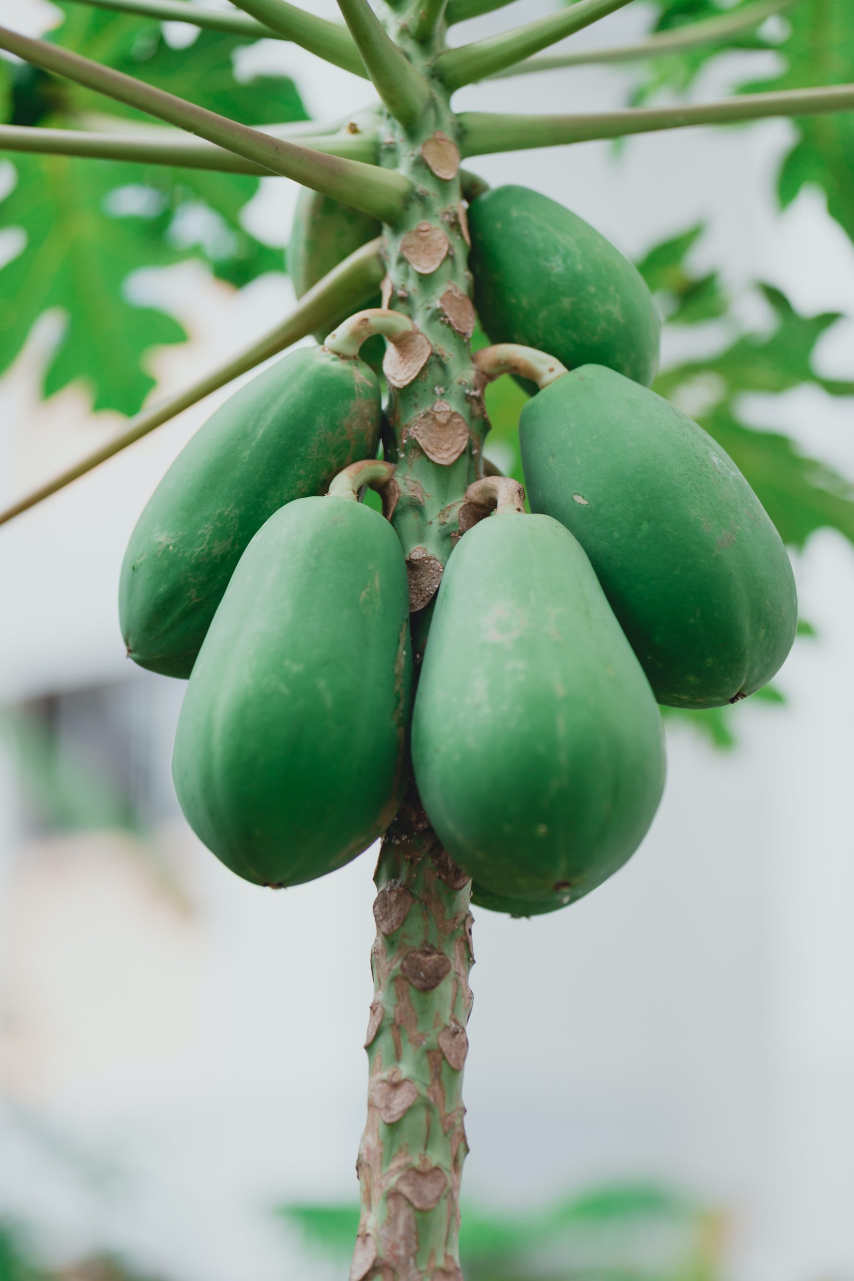 10 Great Benefits the Papaya Fruit Provides